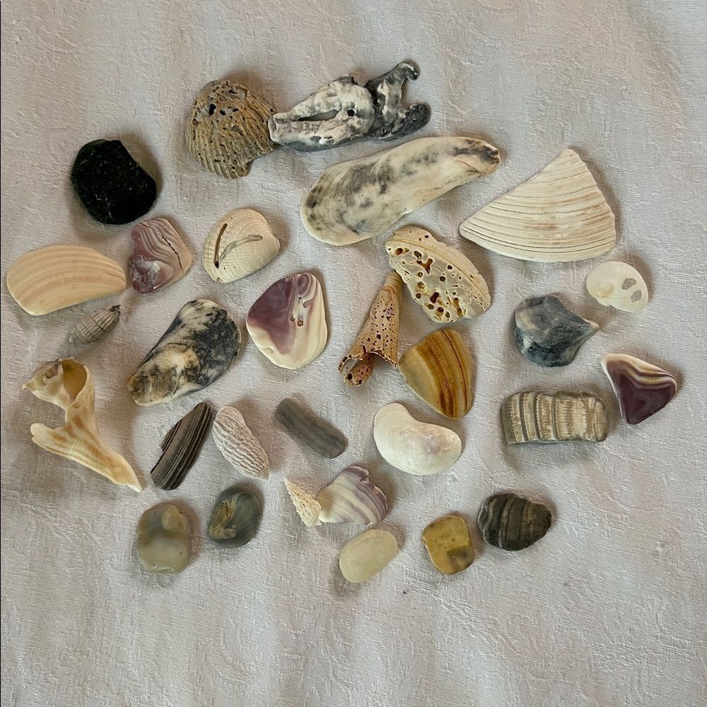 Bundle of Small Sea Shells From Bahamas and Florida